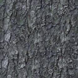 Seamless Tree Bark